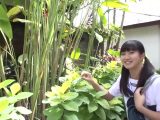 【Jrアイドル】Sweet Story 本田綾【本田綾】